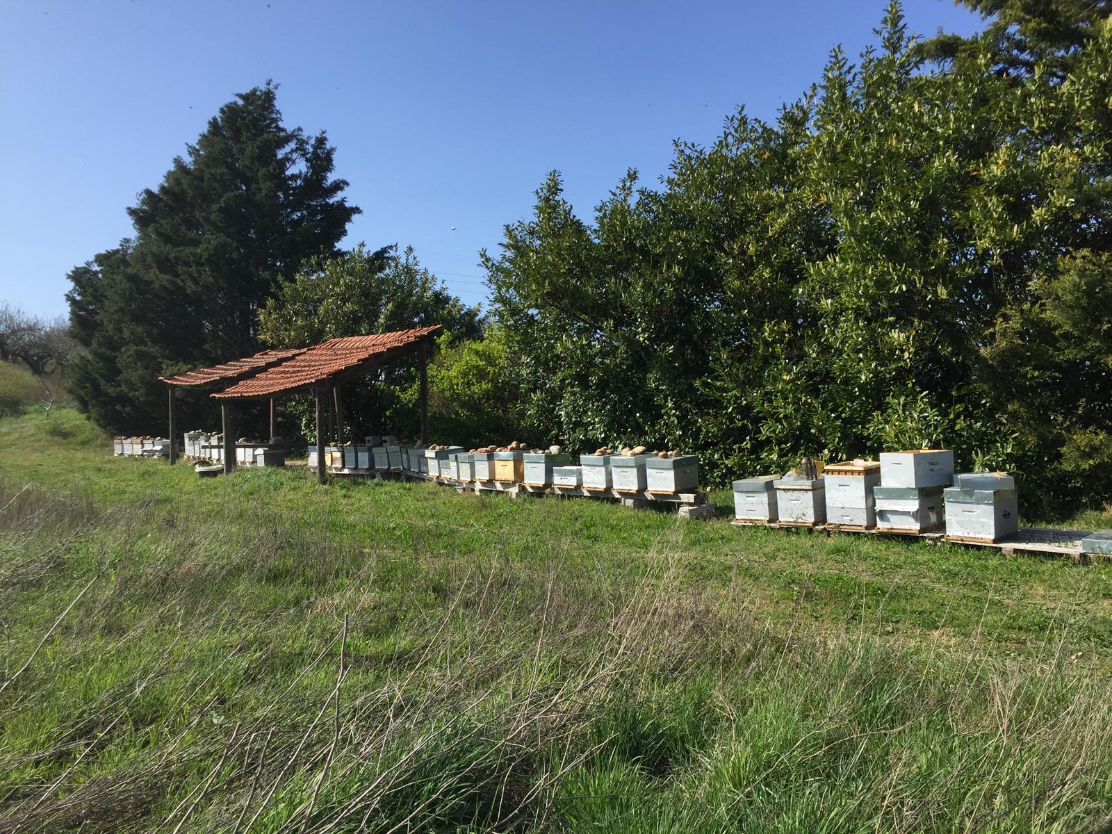Rucher sous l'abri de tuiles, ruches alignées dans la prairie