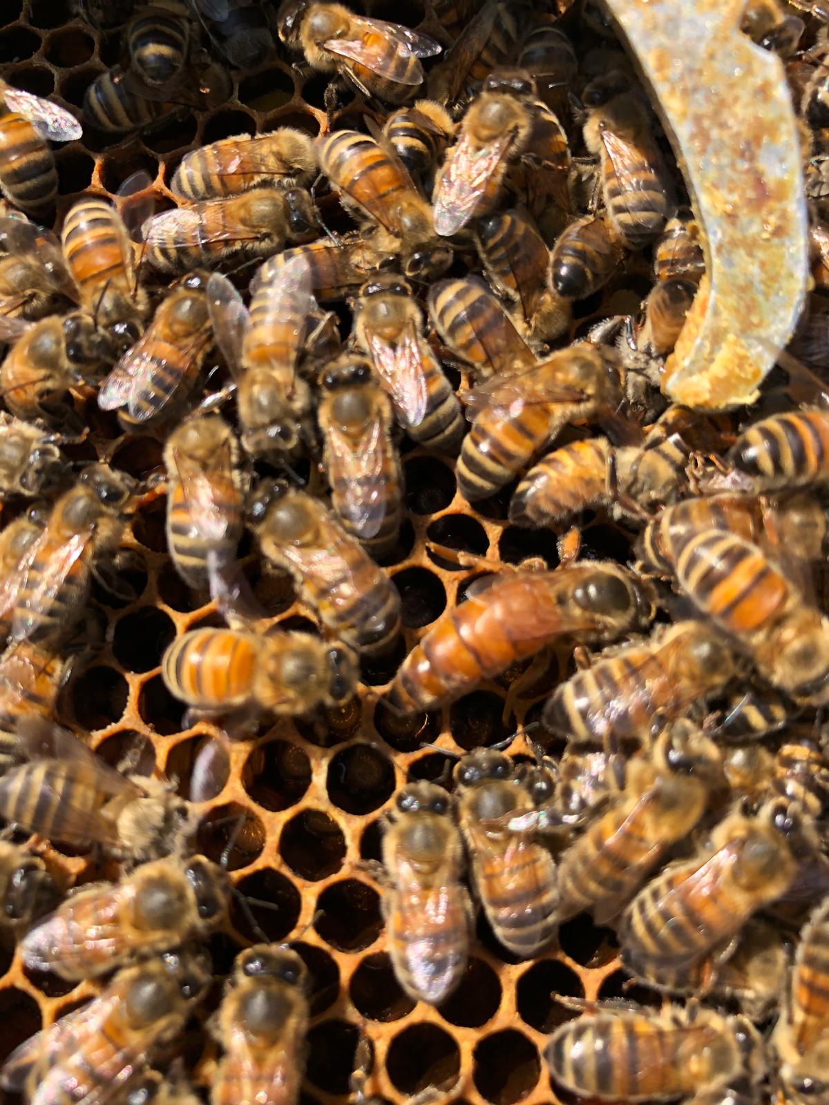 Abeilles et reine sur un cadre de couvain