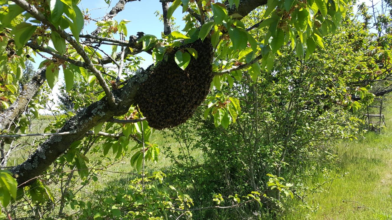 Essaim d'abeilles suspendu dans un cerisier