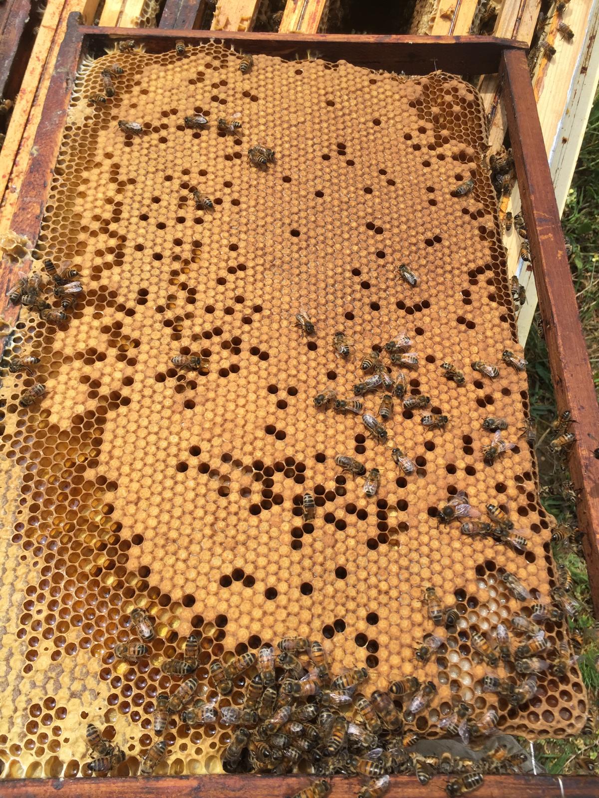 Cadre de couvain operculé couvert d'abeilles