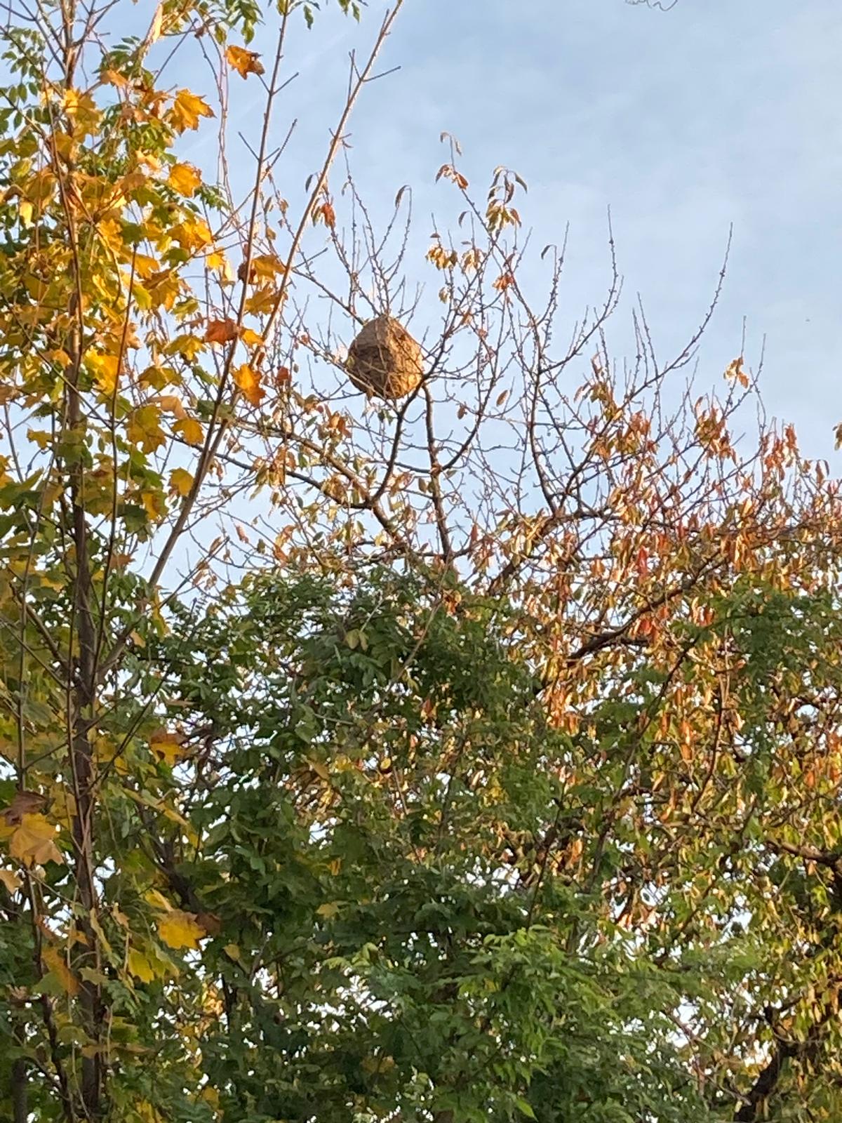 Nid de frelons asiatiques en haut d'un arbre en automne