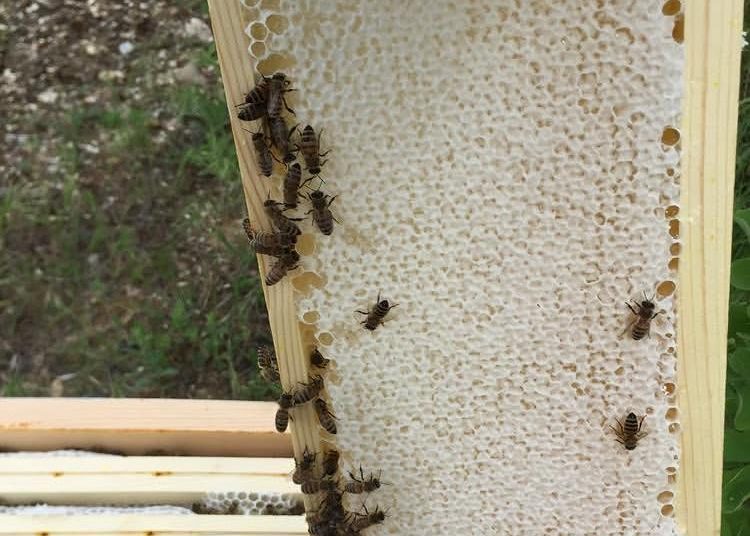 Cadre de hausse à la cire blanche, miel operculé prêt pour l’extraction