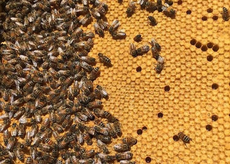 Cadre de miel operculé couvert d’abeilles, miel toutes fleurs du Rucher de la Ruméyère