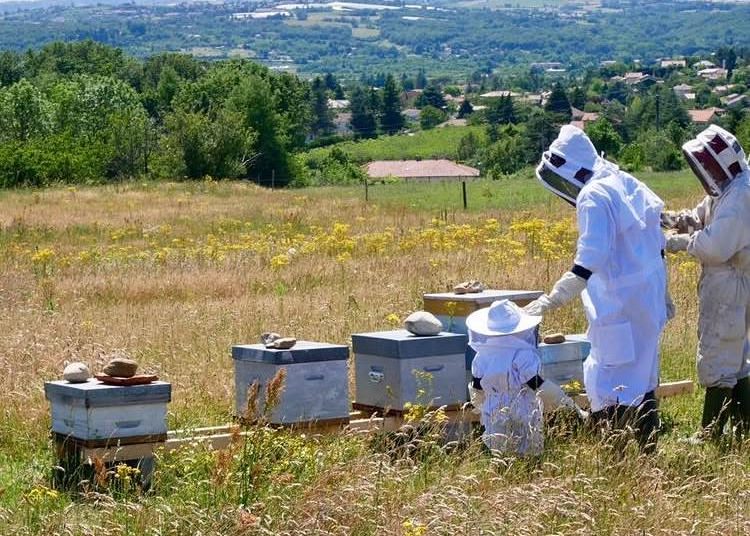 Ruches du Rucher de la Ruméyère dans un pré fleuri au-dessus de la vallée, à Charly